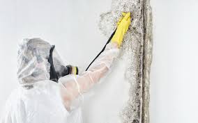 Best Mold Documentation for Insurance Claims  in Piketon, OH